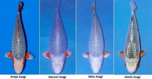Các loại cá chép koi Nhật Bản - tên gọi và cách phân biệt 2
