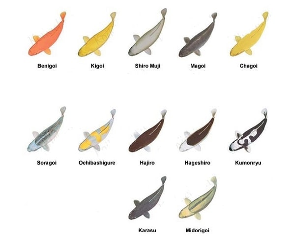 Các loại cá chép koi Nhật Bản - tên gọi và cách phân biệt 7