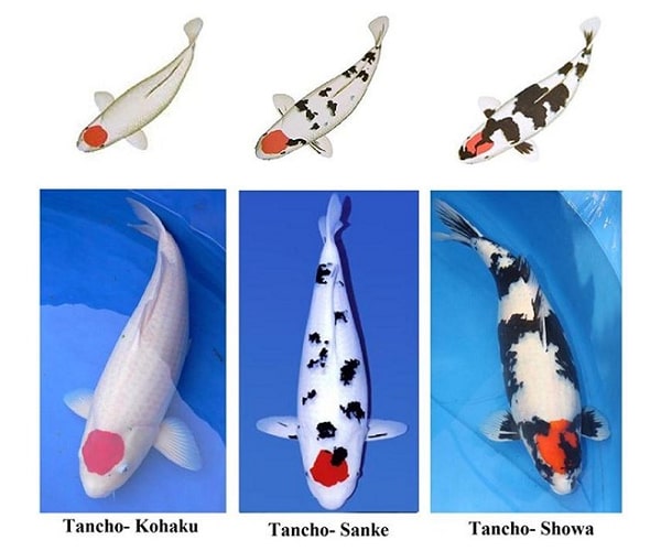 Các loại cá chép koi Nhật Bản - tên gọi và cách phân biệt 4